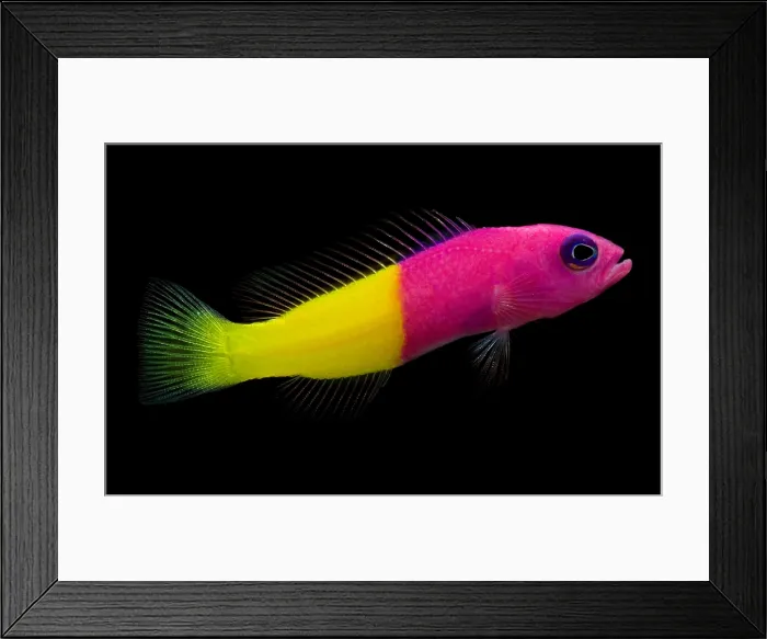 Framed Print : Dottyback. The Dottyback, Pictichromis dinar, is a tropical reef inhabitant Framed Print : Dottyback. The Dottyback, Pictichromis dinar, is a tropical reef inhabitant