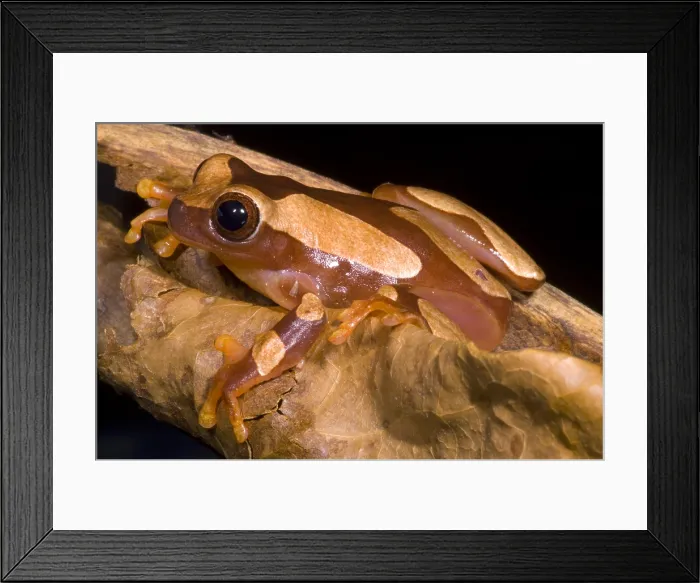 Framed Print : Clown Tree Frog