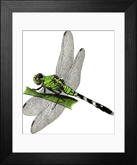 Framed Print : Eastern Pondhawk, Illustration