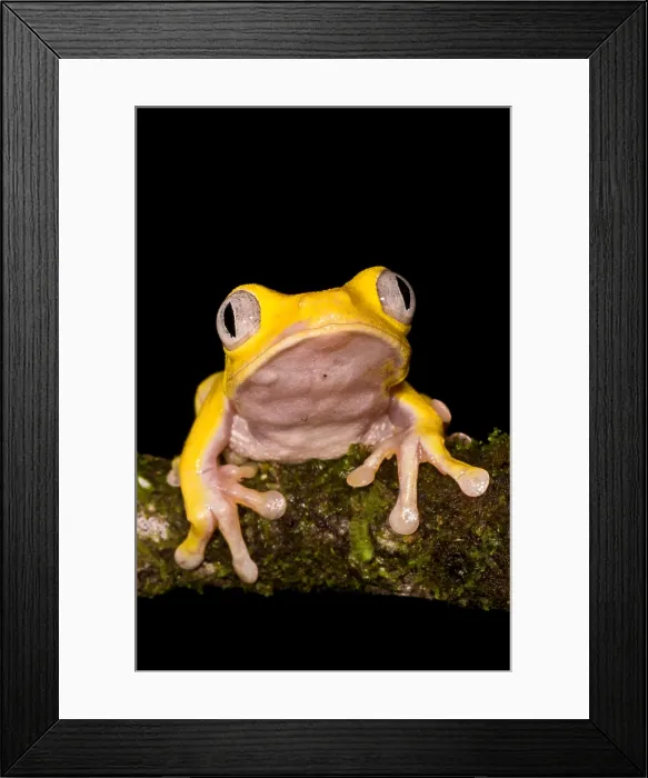 Framed Print : Red-Eyed Treefrog, Xanthic form Framed Print : Red-Eyed Treefrog, Xanthic form