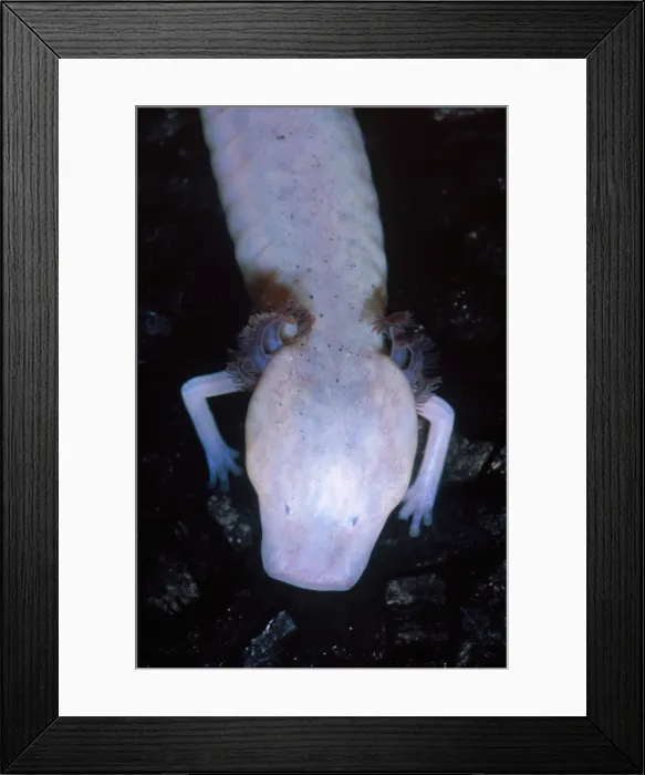 Framed Print : Texas Blind Salamander (Eurycea rathbuni) Framed Print : Texas Blind Salamander (Eurycea rathbuni)