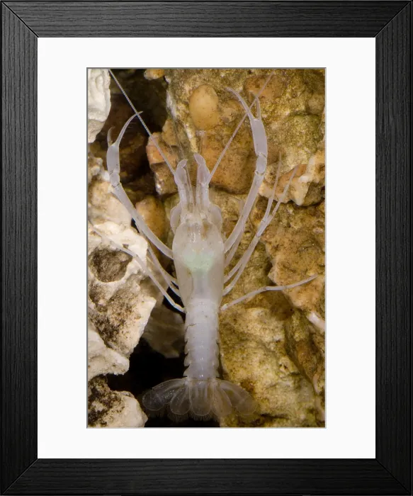 Framed Print : McLane's Cave Crayfish Framed Print : McLane's Cave Crayfish