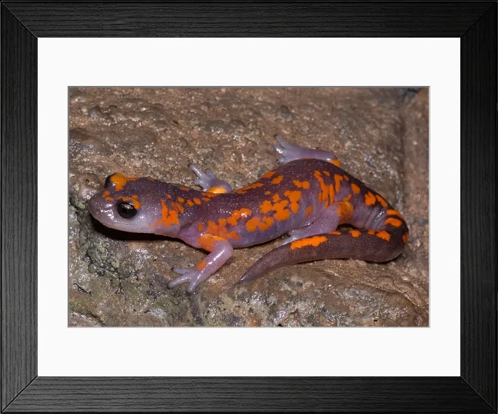 Framed Print : Painted Ensatina Salamander