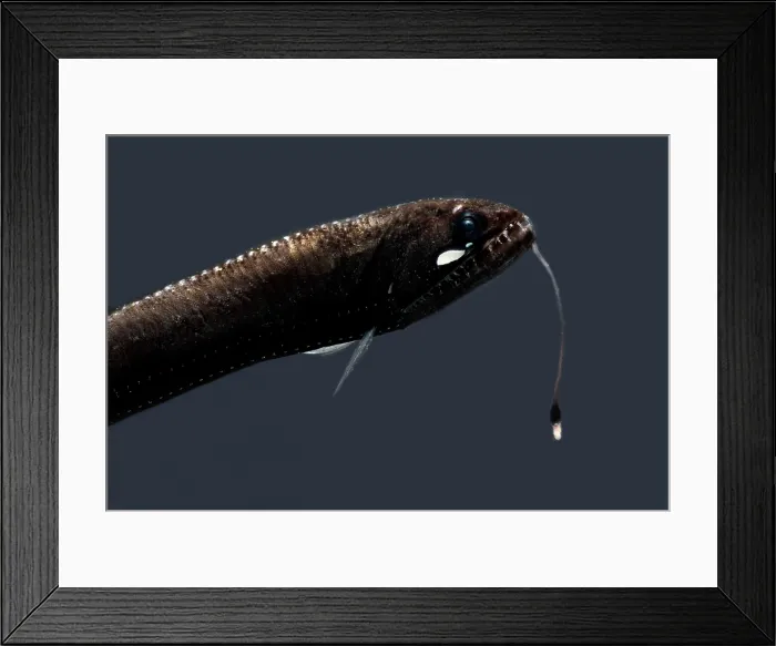 Framed Print : Sickle Snaggletooth Framed Print : Sickle Snaggletooth
