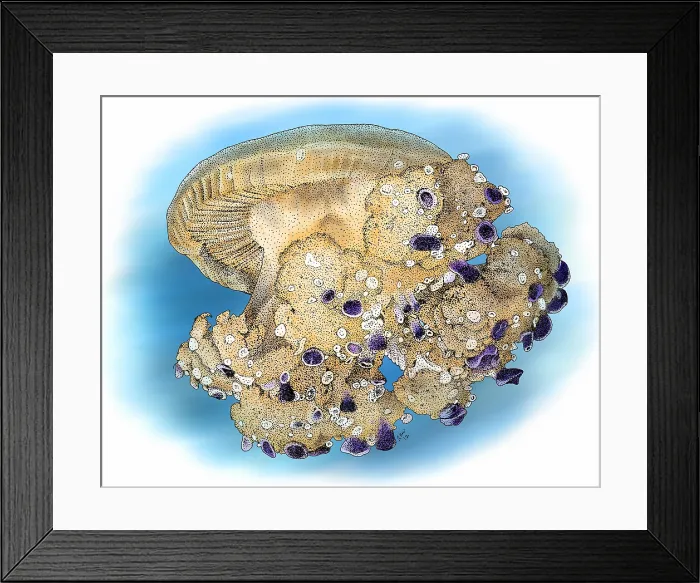 Framed Print : Mediterranean jellyfish