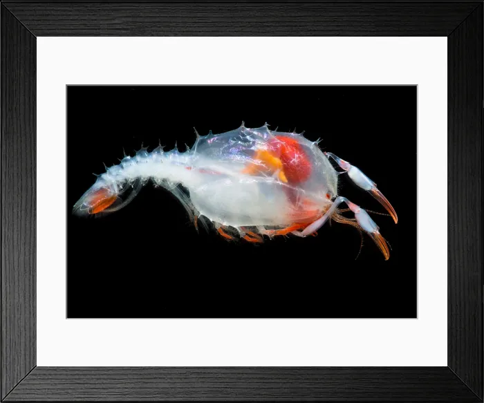 Framed Print : Blind lobster larva (Stereomastis sp.) Framed Print : Blind lobster larva (Stereomastis sp.)