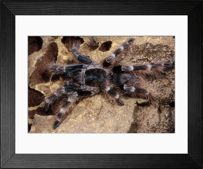 Framed Print : Brazilian Black & White Tarantula Framed Print : Brazilian Black & White Tarantula