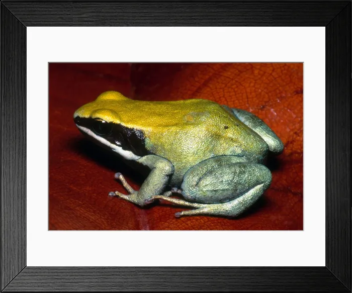 Framed Print : Green Mantella Framed Print : Green Mantella