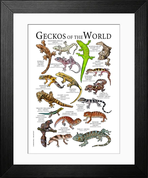 Framed Print : Geckos of the World Framed Print : Geckos of the World