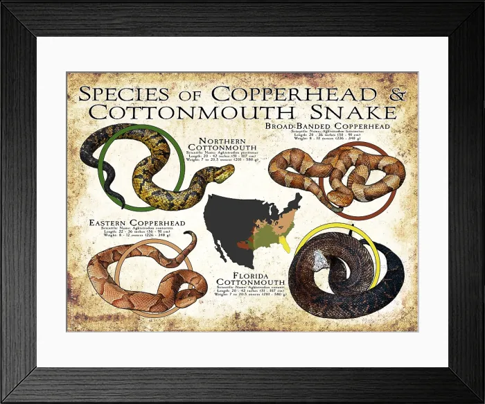 Framed Print : Species of Copperhead & Cottonmouth Framed Print : Species of Copperhead & Cottonmouth
