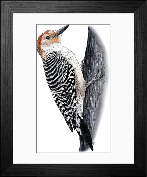Framed Print : Red-bellied Woodpecker