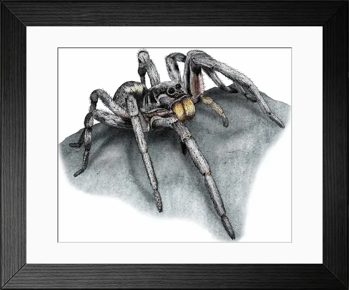 Framed Print : Carolina wolf spider Framed Print : Carolina wolf spider