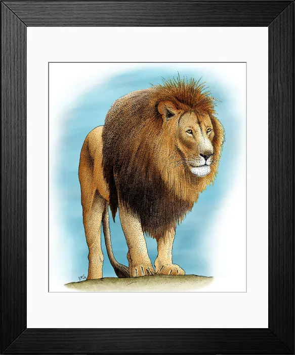 Framed Print : Lion. Male Lion, (Panthera leo)