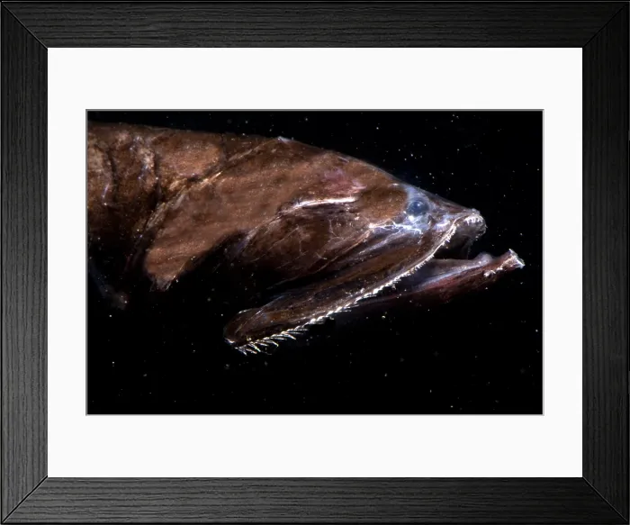 Framed Print : Benttooth Bristlemouth Framed Print : Benttooth Bristlemouth