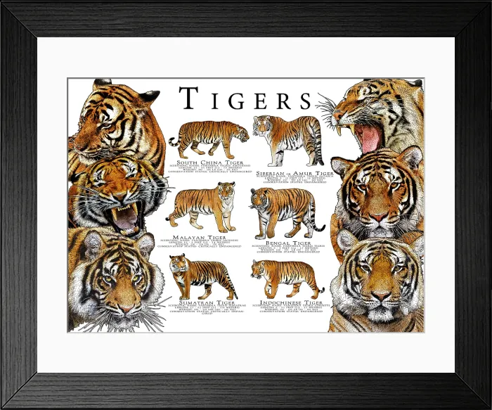 Framed Print : Endangered Tigers of Asia Framed Print : Endangered Tigers of Asia