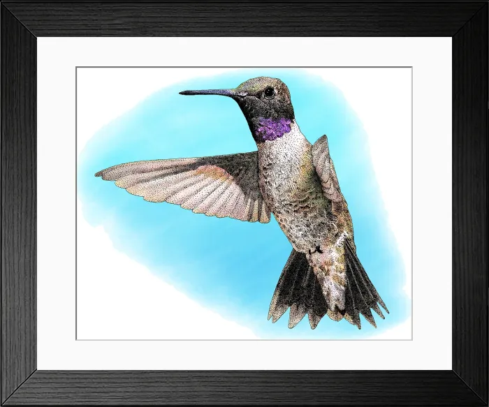 Framed Print : Black-chinned Hummingbird, Illustration Framed Print : Black-chinned Hummingbird, Illustration