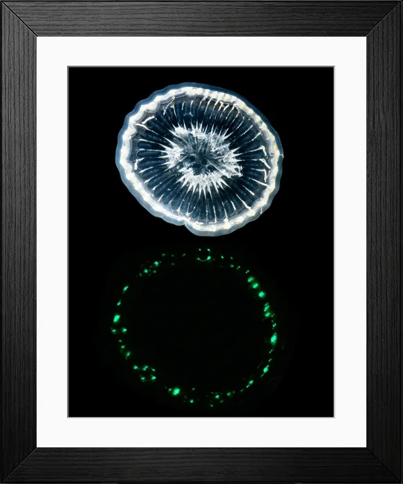 Framed Print : Deep-Water Bioluminescent Jellyfish Framed Print : Deep-Water Bioluminescent Jellyfish