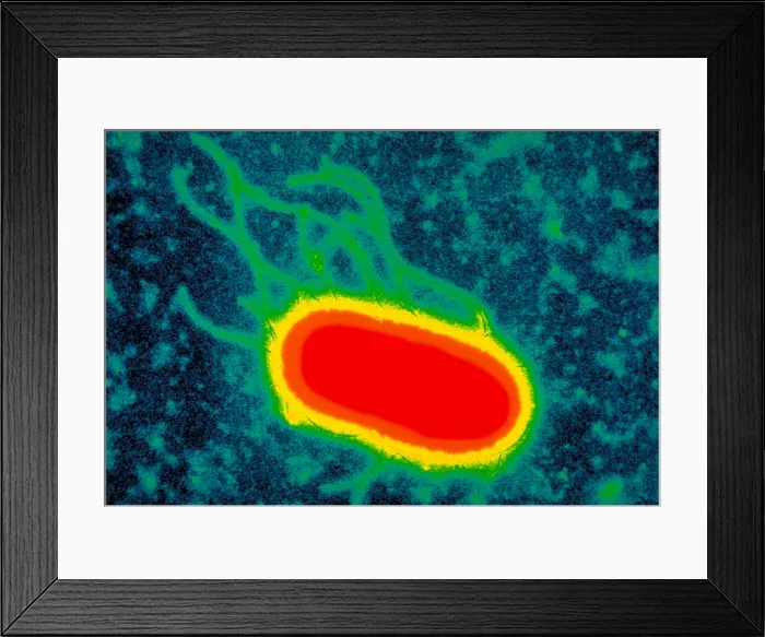 Framed Print : Escherichia coli Framed Print : Escherichia coli