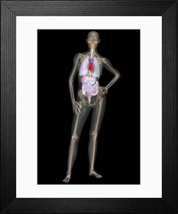 Framed Print : Human Skeleton and Organ Systems Framed Print : Human Skeleton and Organ Systems