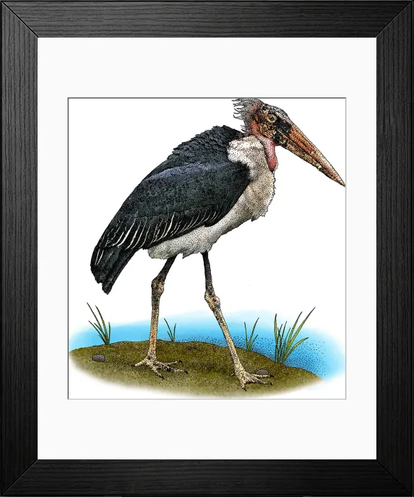 Framed Print : Marabou Stork