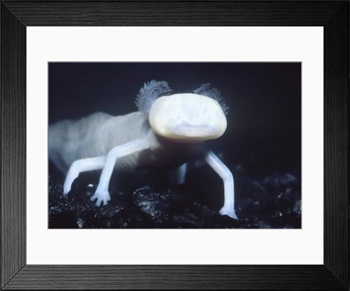 Framed Print : Texas Blind Salamander Framed Print : Texas Blind Salamander