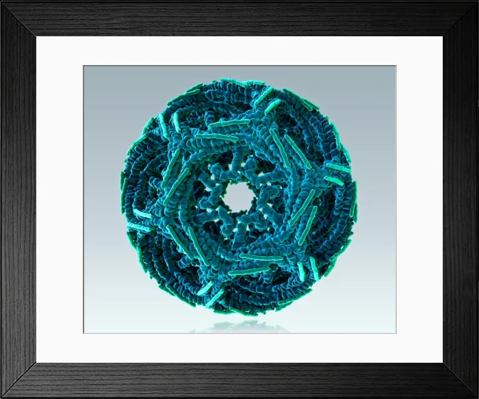 Framed Print : Clathrin Cage, Molecular Model Framed Print : Clathrin Cage, Molecular Model