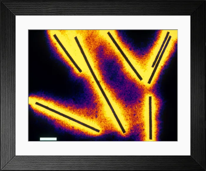 Framed Print : Tobacco Mosaic Virus (TEM)