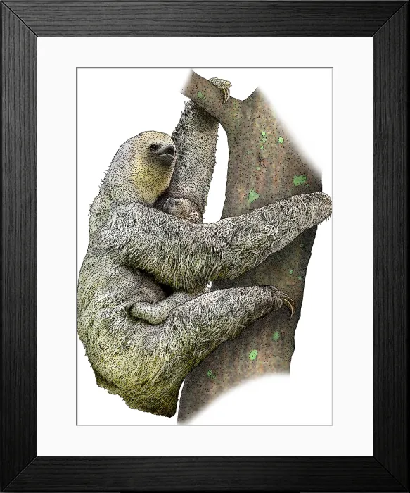 Framed Print : Pale Throated Sloth Framed Print : Pale Throated Sloth