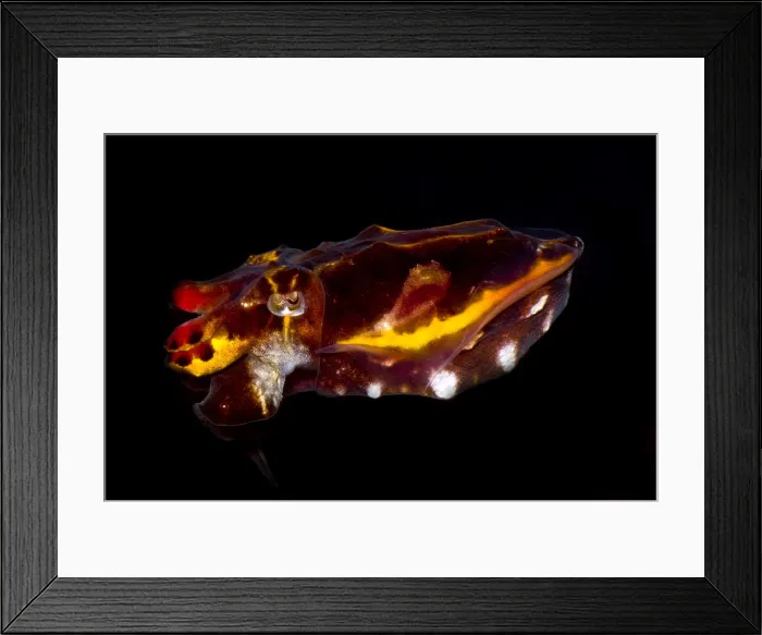 Framed Print : Flamboyant Cuttlefish Framed Print : Flamboyant Cuttlefish