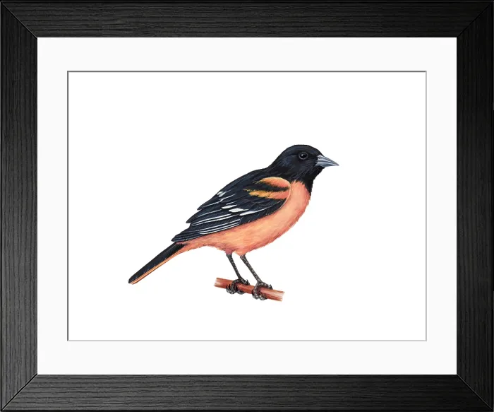 Framed Print : Baltimore Oriole