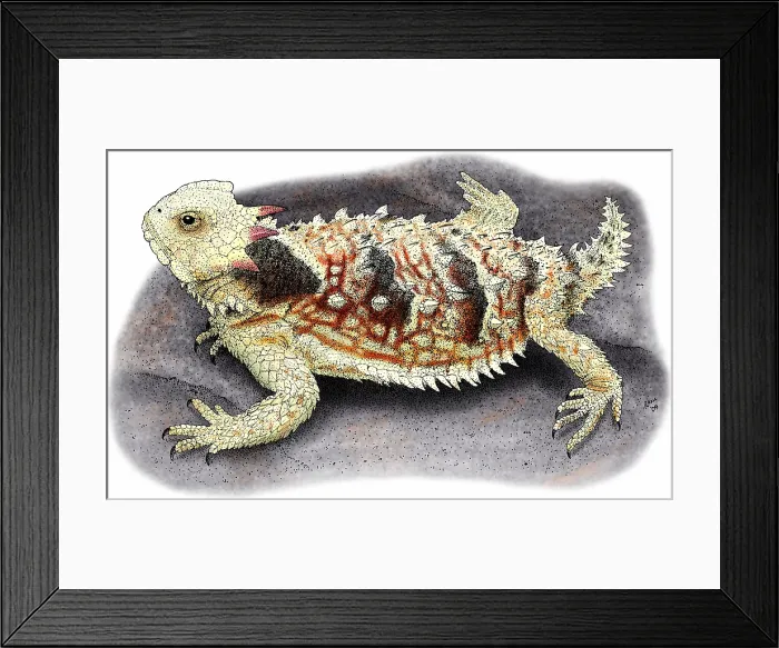 Framed Print : Coastal Horned Lizard