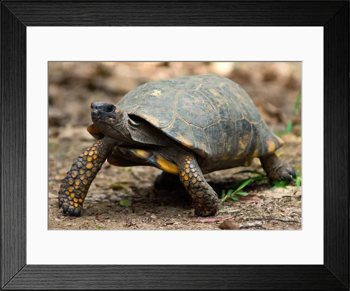 Framed Print : Yellowfoot Tortoise Framed Print : Yellowfoot Tortoise