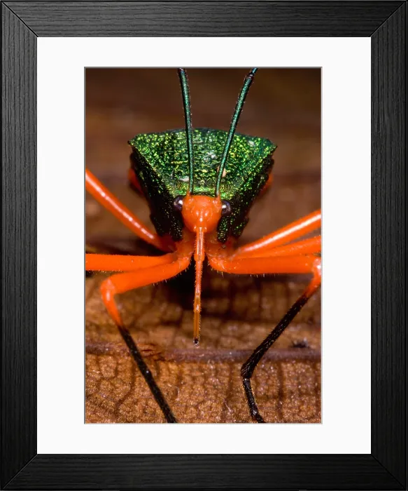 Framed Print : Passion Vine Bug