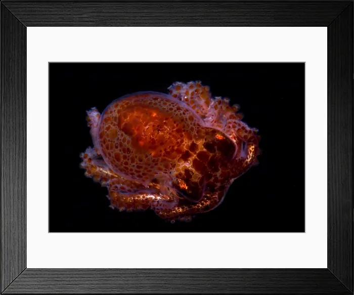 Framed Print : Giant Pacific Octopus Framed Print : Giant Pacific Octopus