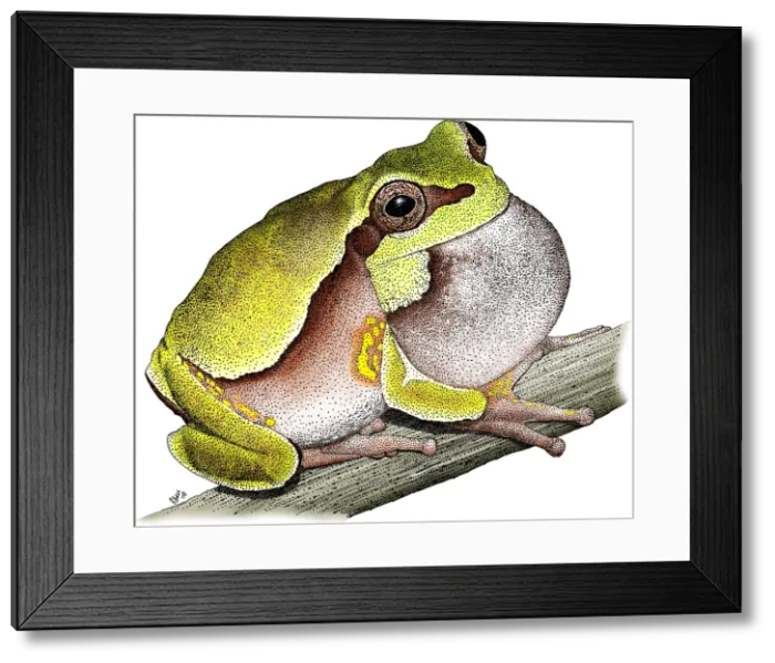 Framed Print : Pine Barrens Treefrog Framed Print : Pine Barrens Treefrog