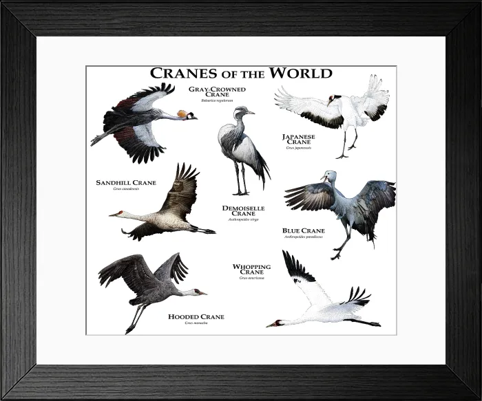 Framed Print : Cranes of the World Framed Print : Cranes of the World