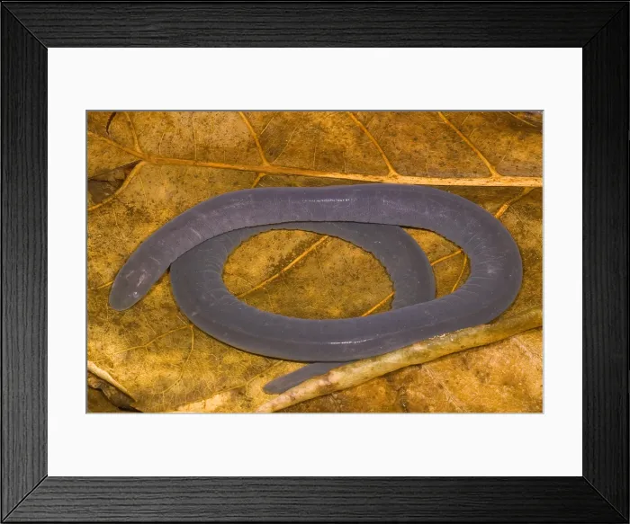 Framed Print : Rio Cauca Caecilian