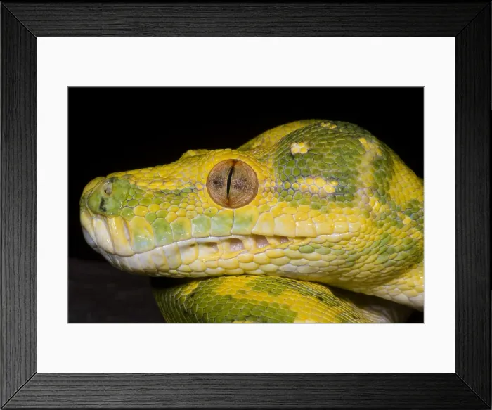 Framed Print : Green Tree Python Framed Print : Green Tree Python