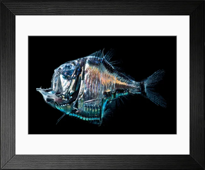 Framed Print : Lovely Hatchetfish (Argyropelecus aculeatus) Framed Print : Lovely Hatchetfish (Argyropelecus aculeatus)