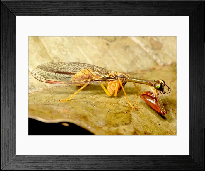 Framed Print : Tropical Mantispid