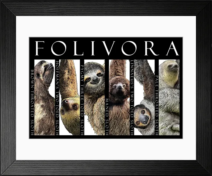 Framed Print : Sloths of the World Framed Print : Sloths of the World