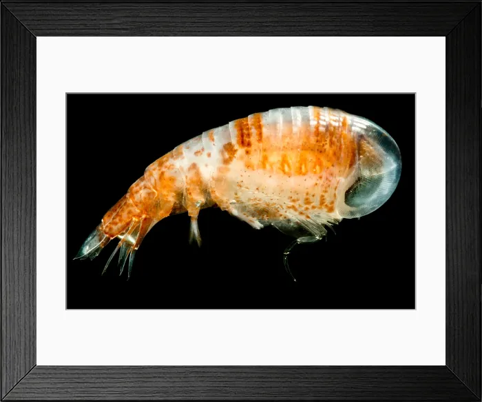 Framed Print : Gammarid Amphipod