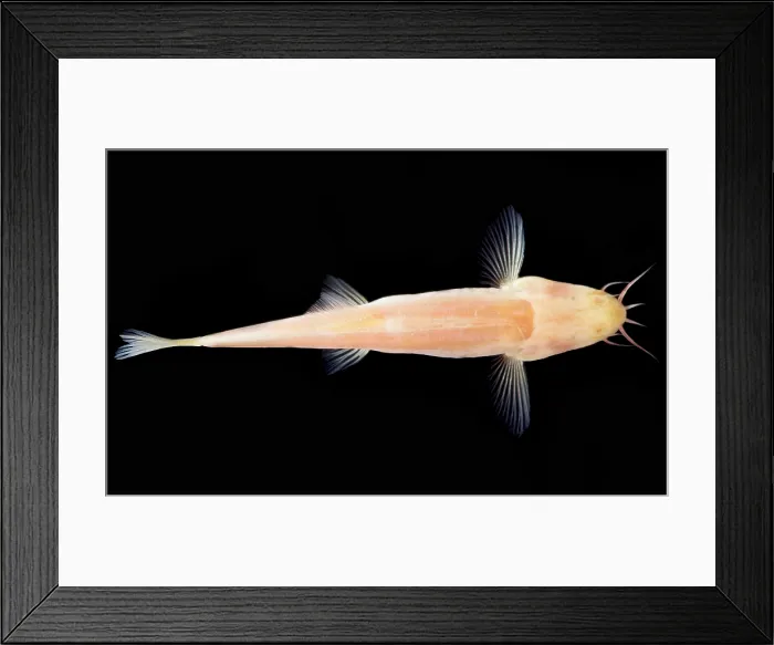 Framed Print : Palace of the Dragon God Cave Loach