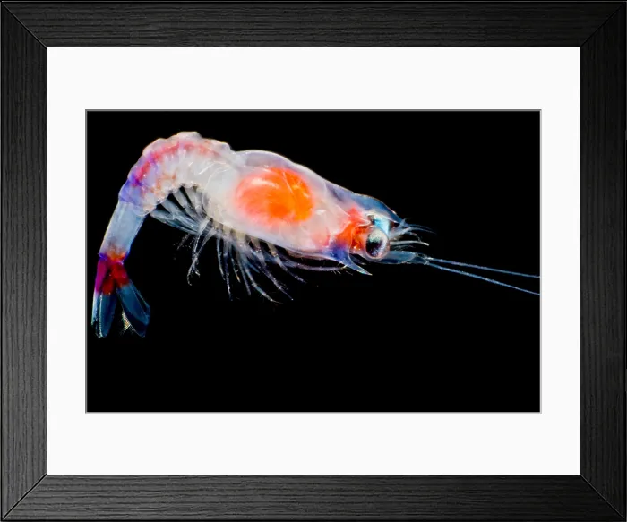 Framed Print : Shrimp Larva (possibly Aristeidae sp.)