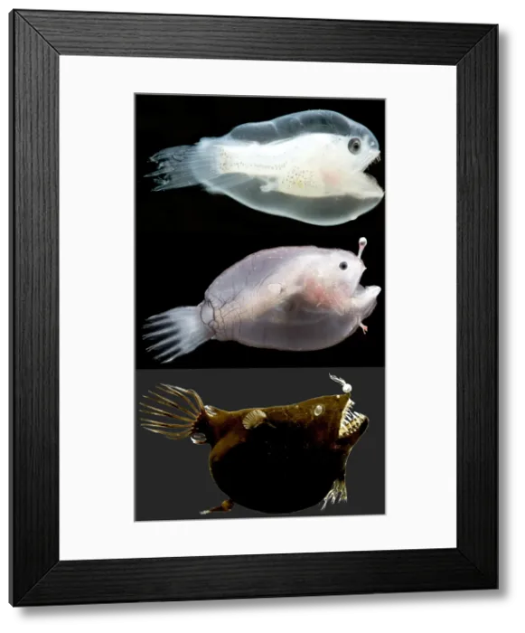 Framed Print : Female anglerfish (Linophryne sp.) Framed Print : Female anglerfish (Linophryne sp.)