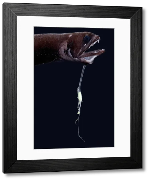 Framed Print : Deep-Sea Dragonfish Framed Print : Deep-Sea Dragonfish