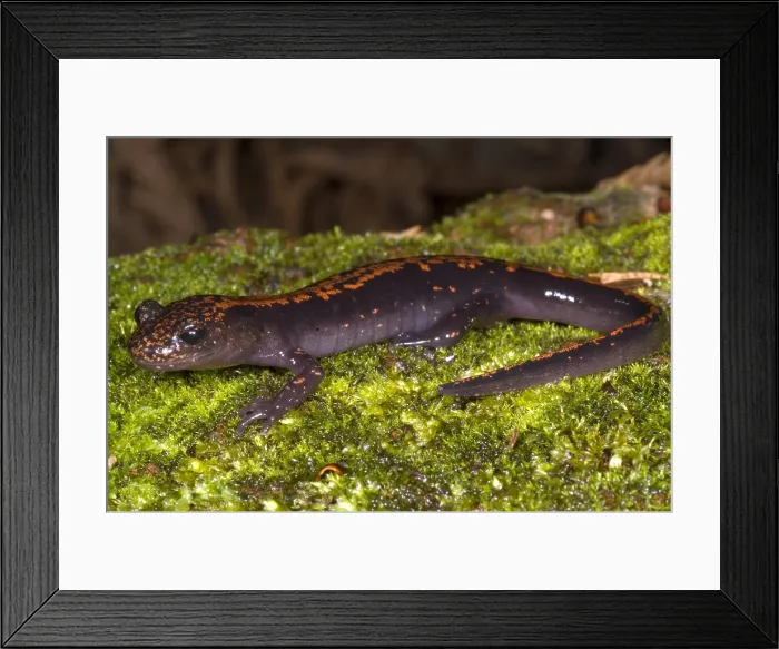 Framed Print : Japanese Clawed Salamander Framed Print : Japanese Clawed Salamander
