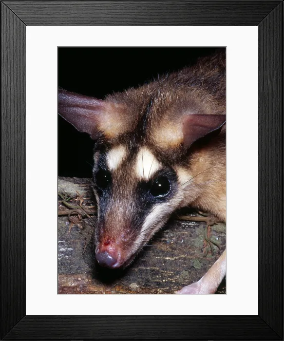 Framed Print : Brazilian Opossum Framed Print : Brazilian Opossum