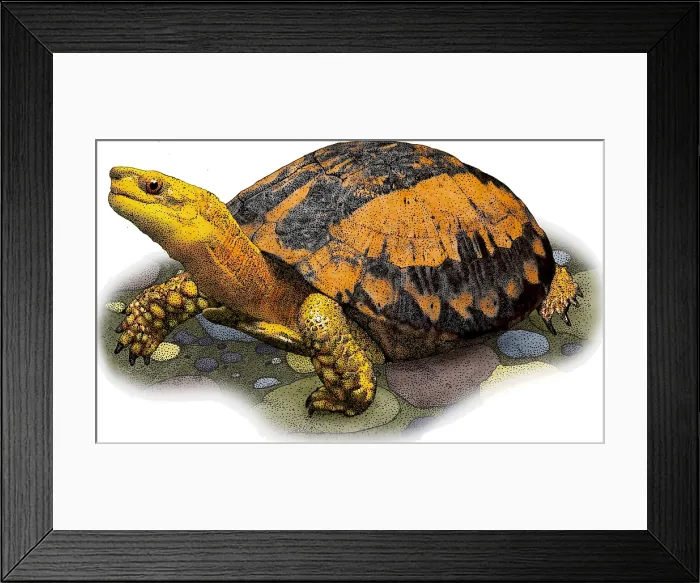 Framed Print : Southern Vietnamese Box Turtle Framed Print : Southern Vietnamese Box Turtle