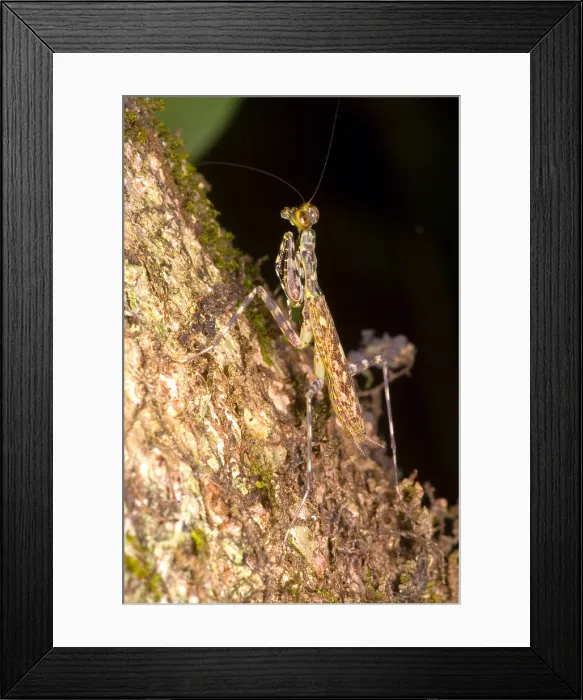Framed Print : Bark Mantid Framed Print : Bark Mantid